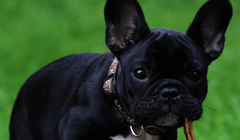 French Bulldog Breed Information