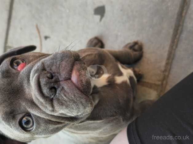 1 blue female french bulldog for sale in Verwood, Dorset