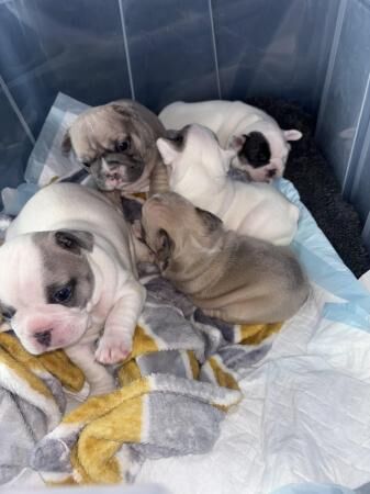 1 WEEK LEFT - blue fawn/pied French bulldogs kc registered for sale in Stoke-on-Trent, Staffordshire - Image 1