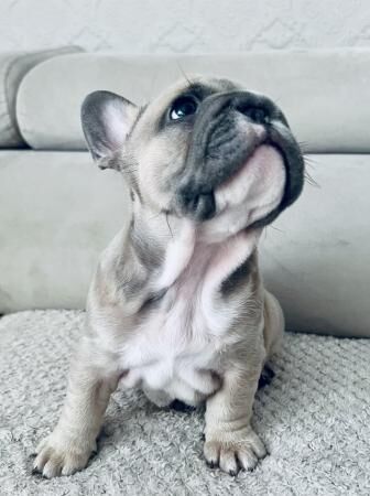 1 WEEK LEFT - blue fawn/pied French bulldogs kc registered for sale in Stoke-on-Trent, Staffordshire - Image 2