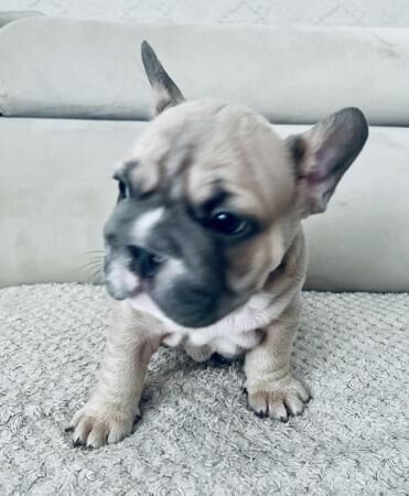 1 WEEK LEFT - blue fawn/pied French bulldogs kc registered for sale in Stoke-on-Trent, Staffordshire - Image 3