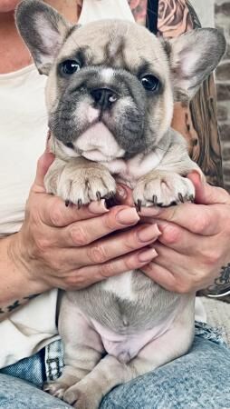 1 WEEK LEFT - blue fawn/pied French bulldogs kc registered for sale in Stoke-on-Trent, Staffordshire - Image 4