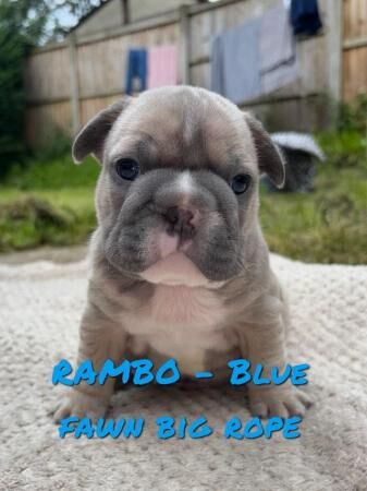 1 WEEK LEFT - blue fawn/pied French bulldogs kc registered for sale in Stoke-on-Trent, Staffordshire - Image 5