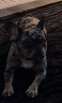 1 year old female French bull dog for sale in Camelon, Stirling and Falkirk - Image 2