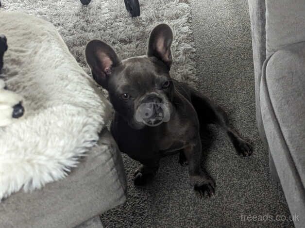 1 year old female french bulldog for sale in Askern, South Yorkshire