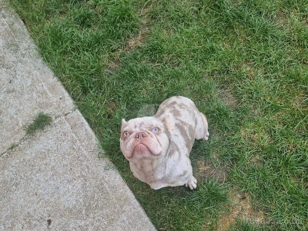 1 year old female French bulldog for sale in Cliffe, North Yorkshire