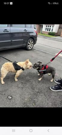 1 year old fluffy plantium Frenchie for sale in Filton, Gloucestershire