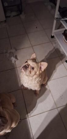 1 year old fluffy plantium Frenchie for sale in Filton, Gloucestershire - Image 2