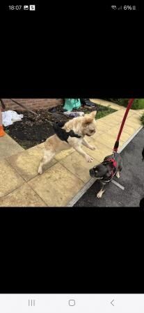 1 year old fluffy plantium Frenchie for sale in Filton, Gloucestershire - Image 3