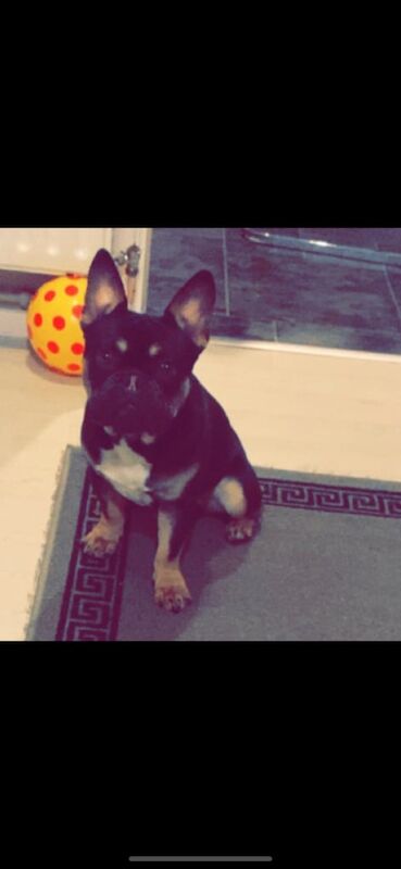 10 month old Male frenchie for sale in Larne, County Antrim