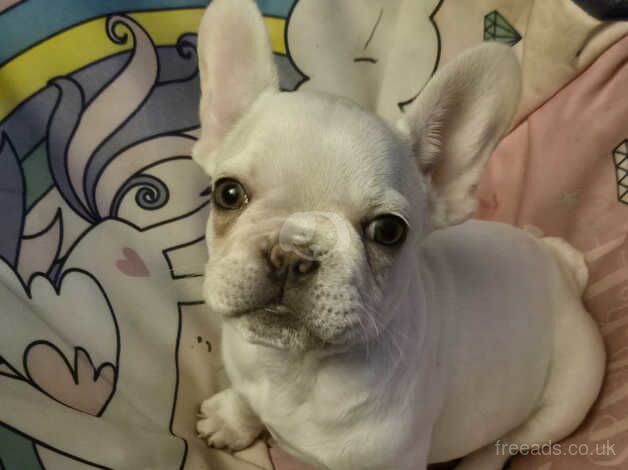 10 week kc french bulldog for sale in Haywards Heath, West Sussex