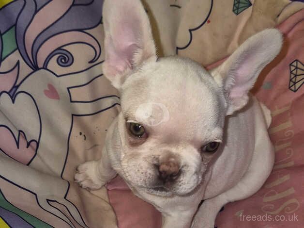 10 week kc french bulldog for sale in Haywards Heath, West Sussex - Image 2