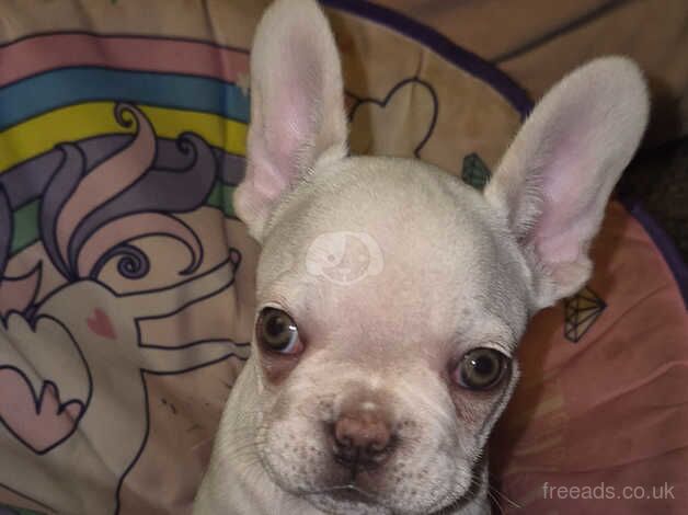 10 week kc french bulldog for sale in Haywards Heath, West Sussex - Image 4