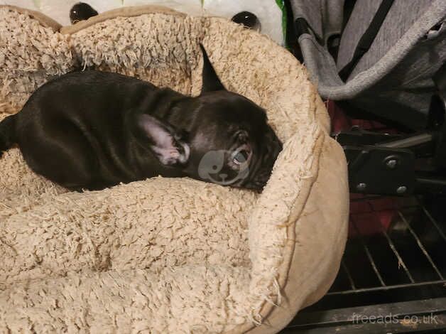 10 week old female French bulldog pup for sale in Corby, Northamptonshire - Image 2