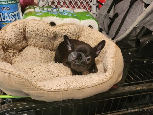 10 week old female French bulldog pup for sale in Corby, Northamptonshire - Image 4