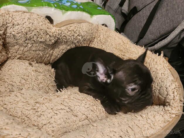 10 week old female French bulldog pup for sale in Corby, Northamptonshire - Image 5