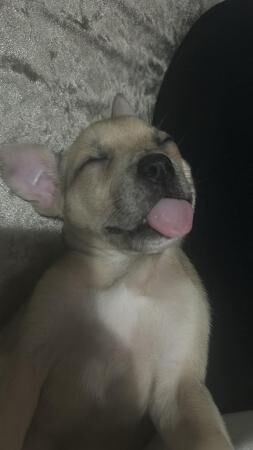 10 week old frenchie x pocket bully for sale in Sheffield, South Yorkshire - Image 2