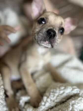 10 week old frenchie x pocket bully for sale in Sheffield, South Yorkshire - Image 5