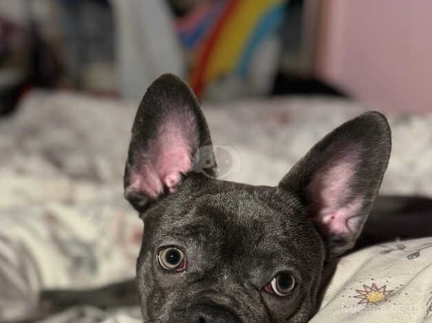 11 month french bulldog for sale in Macclesfield, Cheshire