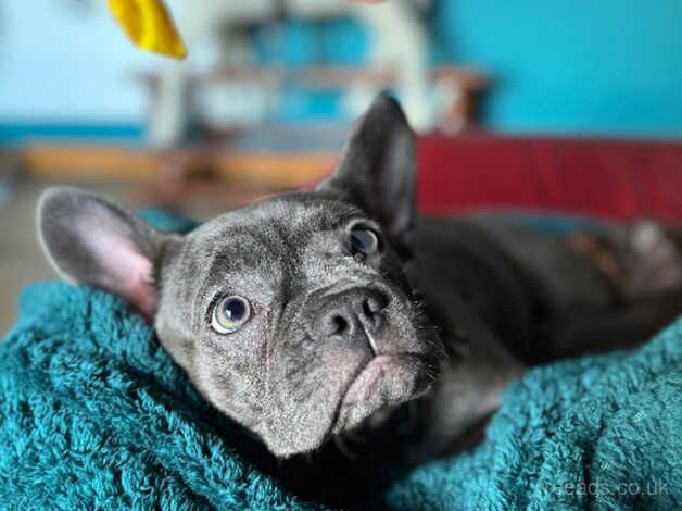 11 month french bulldog for sale in Macclesfield, Cheshire - Image 2