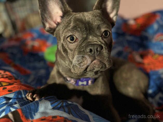 11 month french bulldog for sale in Macclesfield, Cheshire - Image 3