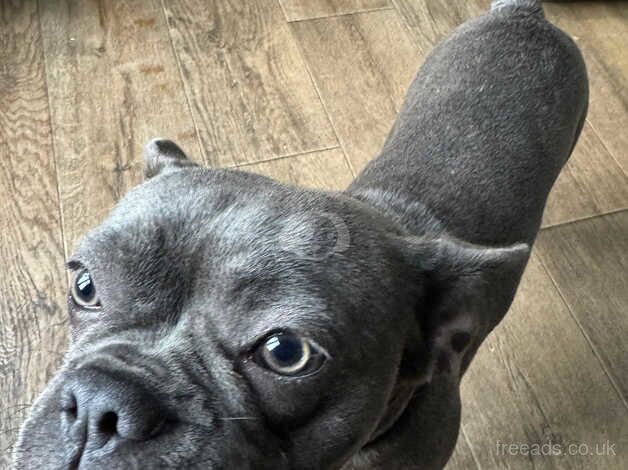 11 month french bulldog for sale in Macclesfield, Cheshire - Image 4