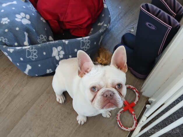 11 month old male Frenchie for sale in Bridlington, East Riding of Yorkshire