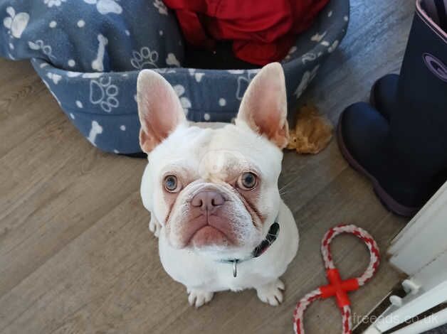 11 month old male Frenchie for sale in Bridlington, East Riding of Yorkshire - Image 2