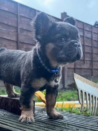 11 week old fluffy frenchies for sale in Bacup, Lancashire