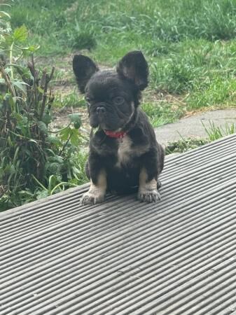 11 week old fluffy frenchies for sale in Bacup, Lancashire - Image 2