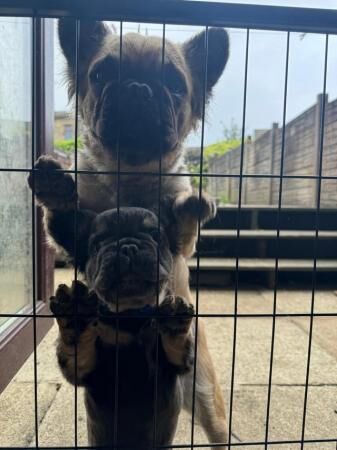 11 week old fluffy frenchies for sale in Bacup, Lancashire - Image 3