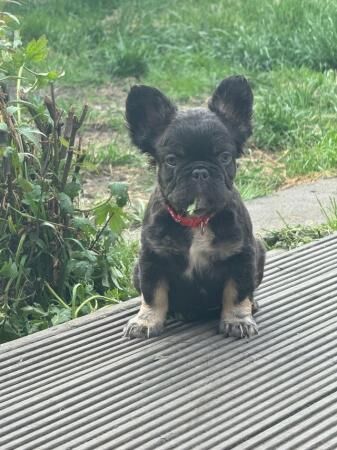 11 week old fluffy frenchies for sale in Bacup, Lancashire - Image 4