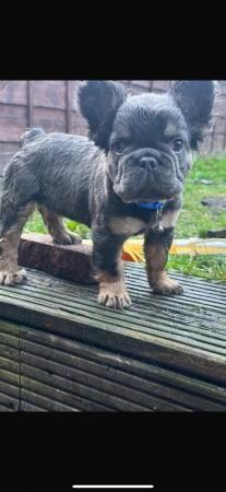 11 week old fluffy frenchies for sale in Bacup, Lancashire - Image 5