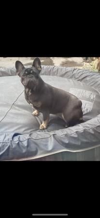 11months old female French bulldog for sale in Darlaston, West Midlands