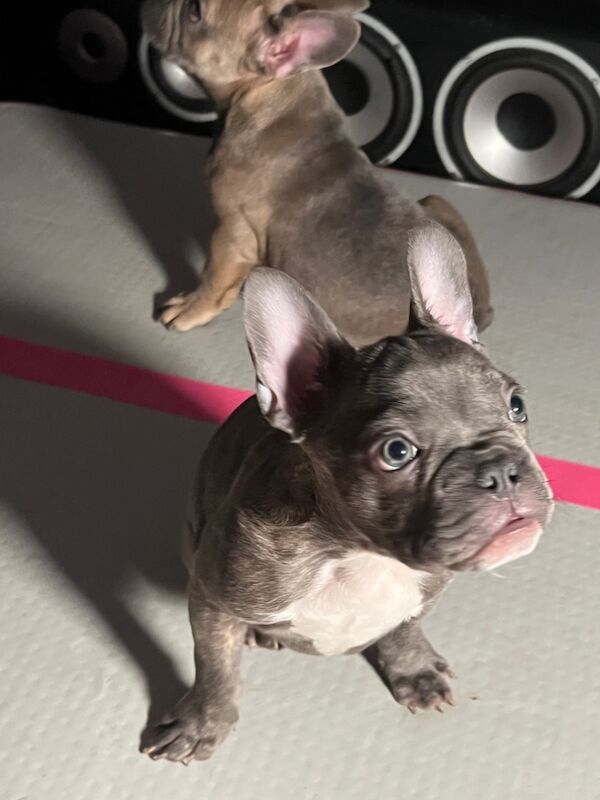 12 week French Bulldog boy KC Vaccinated 1,2 wormed flea & chip for sale in Greater Manchester