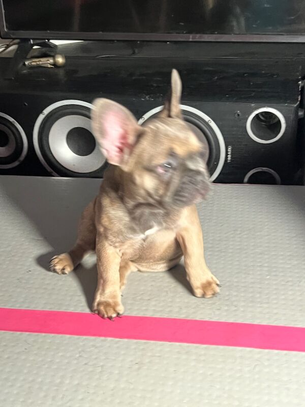 12 wks old kc reg 2 girls 1 boy fully vaccinated for sale in Manchester, Greater Manchester - Image 8