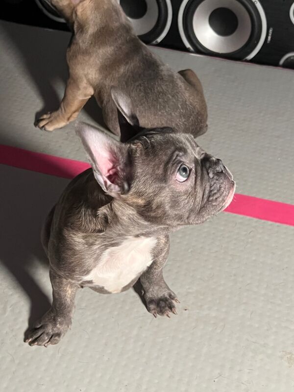 12 wks old kc reg 2 girls 1 boy fully vaccinated for sale in Manchester, Greater Manchester - Image 13