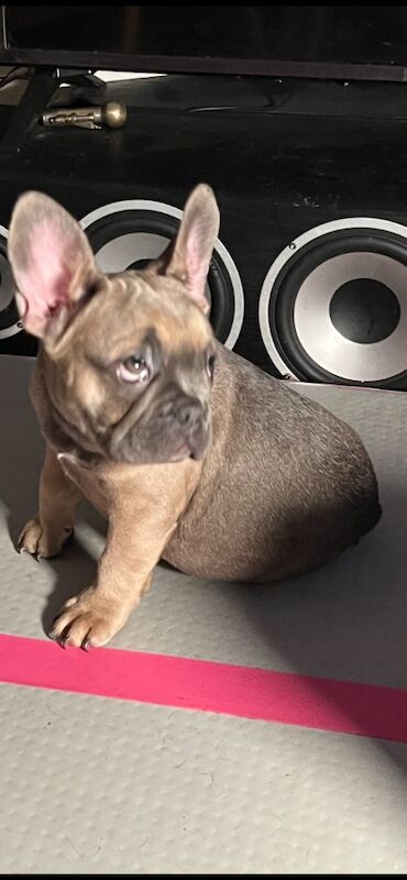 12 wks old kc reg 2 girls 1 boy fully vaccinated for sale in Manchester, Greater Manchester - Image 15