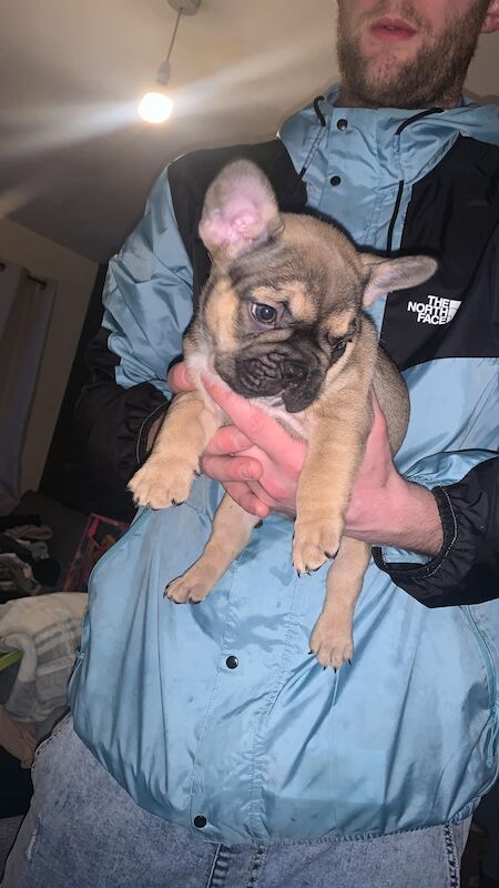 16 week old Frenchie for sale in Altrincham, Greater Manchester