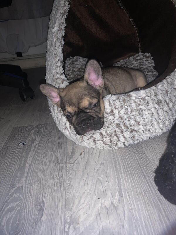 16 week old Frenchie for sale in Altrincham, Greater Manchester - Image 2