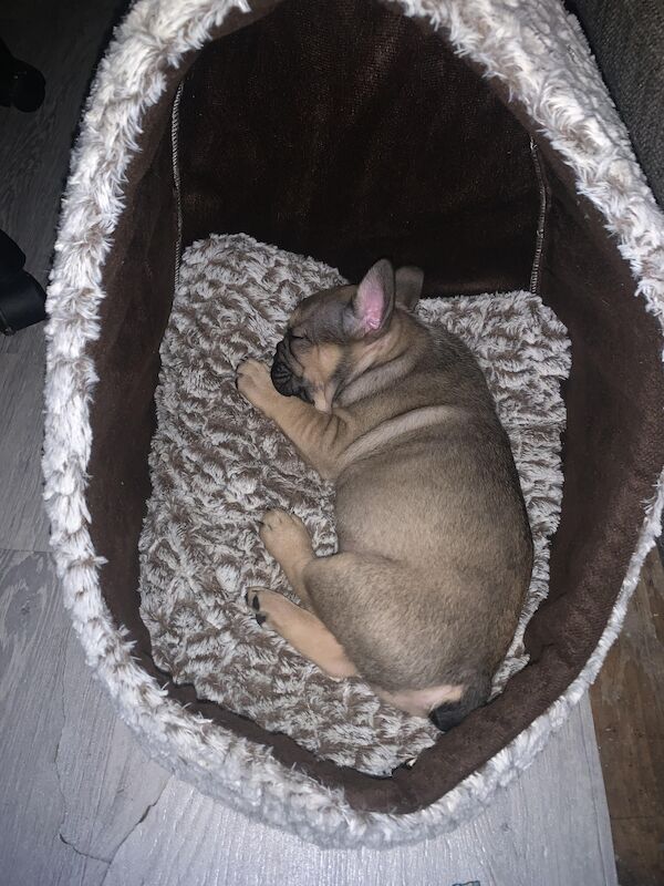 16 week old Frenchie for sale in Altrincham, Greater Manchester - Image 3