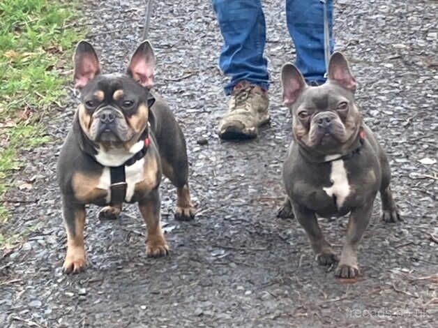 2 Adult Male French Bulldogs for sale in Aberystwyth, Ceredigion