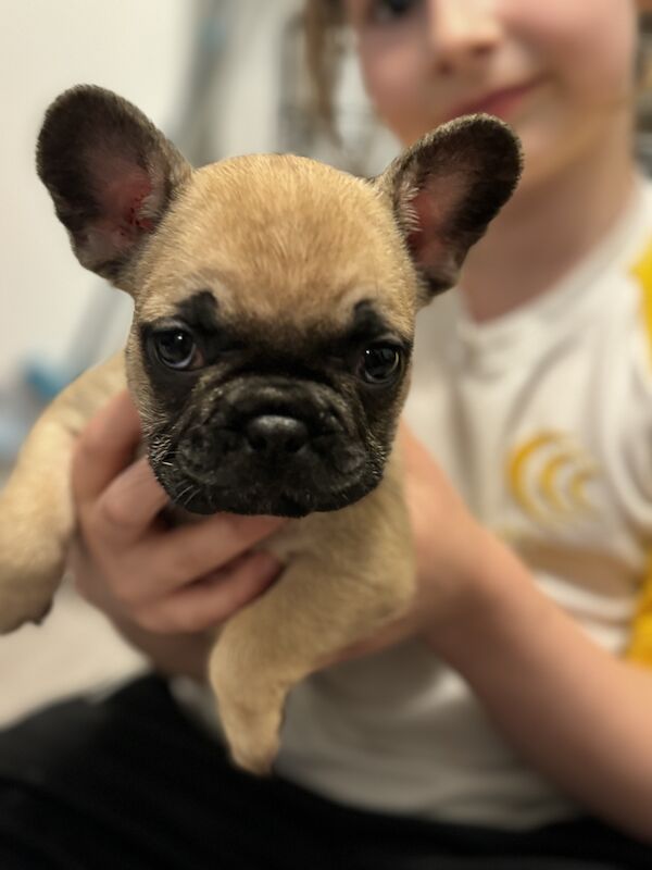 2 beautiful French bulldogs for sale in Stoke-on-Trent, Staffordshire - Image 1