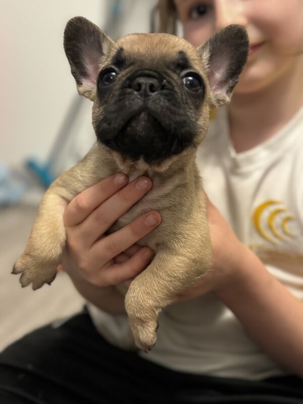 2 beautiful French bulldogs for sale in Stoke-on-Trent, Staffordshire - Image 2