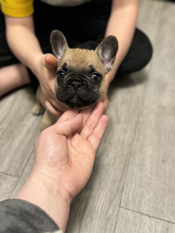 2 beautiful French bulldogs for sale in Stoke-on-Trent, Staffordshire - Image 3