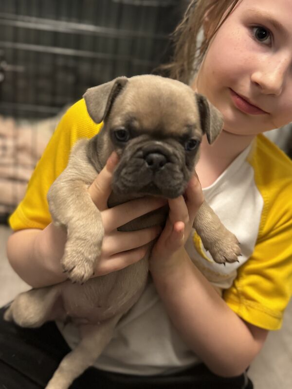 2 beautiful French bulldogs for sale in Stoke-on-Trent, Staffordshire - Image 4