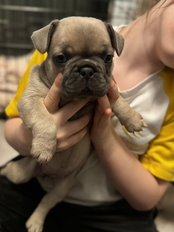 2 beautiful French bulldogs for sale in Stoke-on-Trent, Staffordshire - Image 5