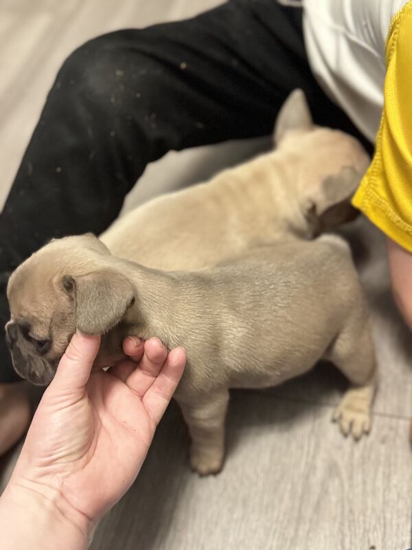 2 beautiful French bulldogs for sale in Stoke-on-Trent, Staffordshire - Image 6