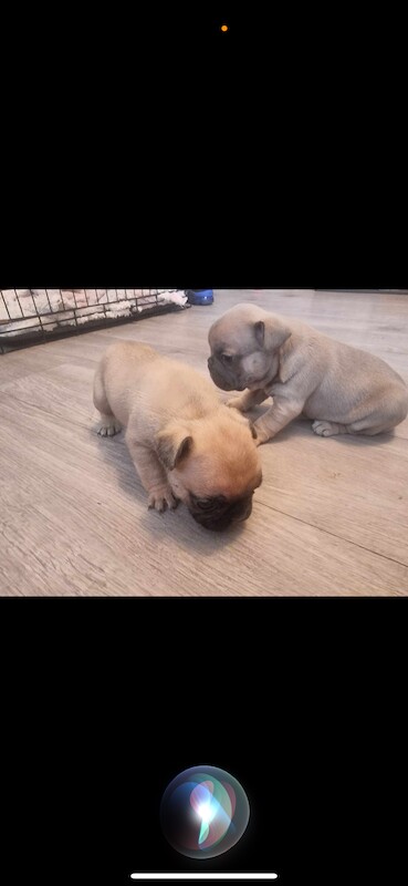 2 beautiful French bulldogs for sale in Stoke-on-Trent, Staffordshire - Image 8