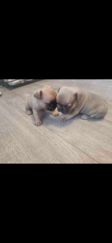 2 beautiful French bulldogs for sale in Stoke-on-Trent, Staffordshire - Image 9